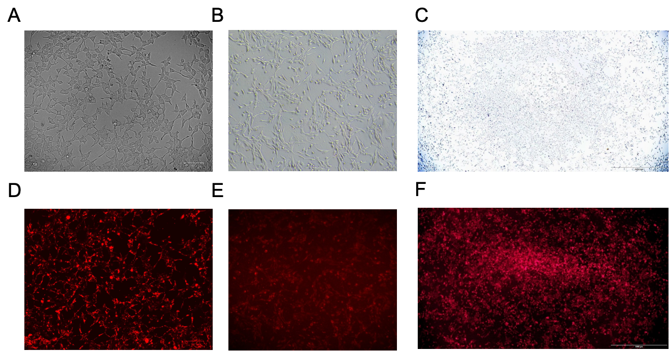 Transfection Efficiency Data