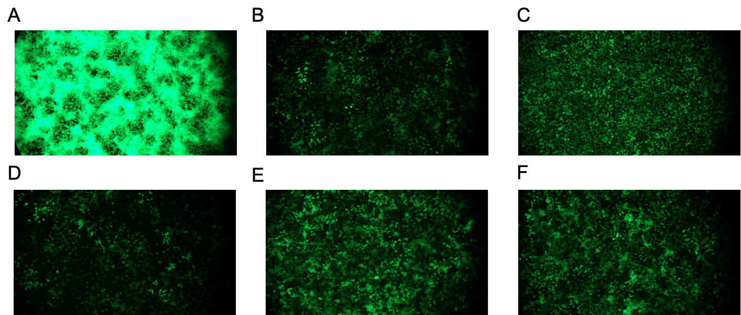 Gene Silencing Efficiency Data